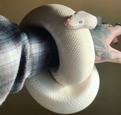 BEL ball python, View more