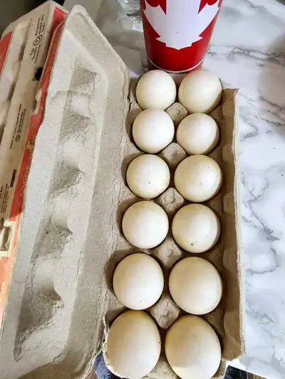 Duck eggs $6 dz, View more