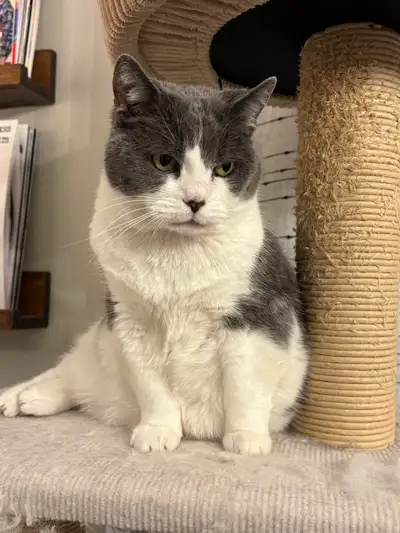 Cat looking for a new home, View more