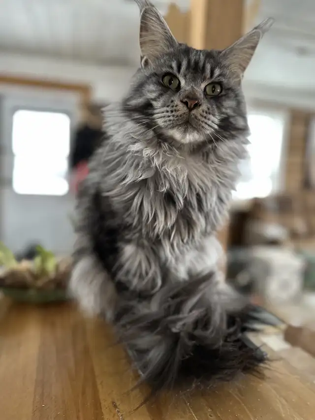 Maine Coon