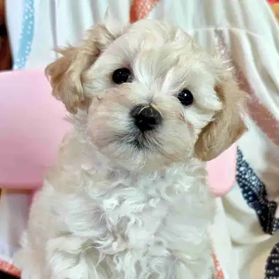 3 Toy Size Maltipoo Puppies – Rehoming, View more