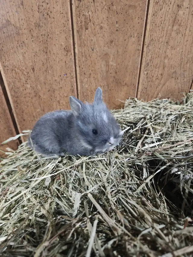 3 male dwarf lionhead bunnies! in Small Animals for Rehoming in Barrie - Image 3