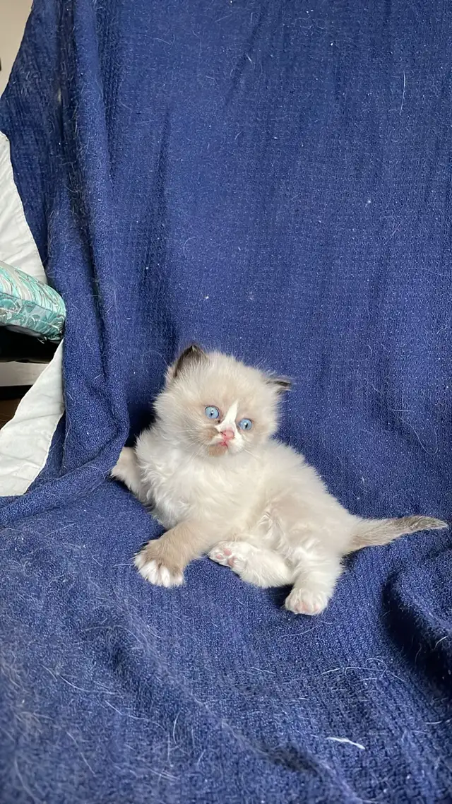 Blue eyes Neva Masquerade kittens in Cats & Kittens for Rehoming in City of Montréal - Image 10