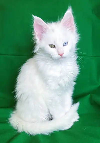 Purebred  Maine Coon Kittens, View more