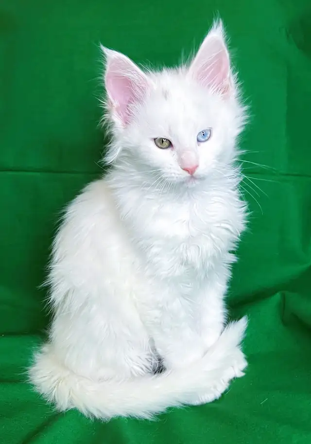 Purebred  Maine Coon Kittens in Cats & Kittens for Rehoming in Victoria - Image 2