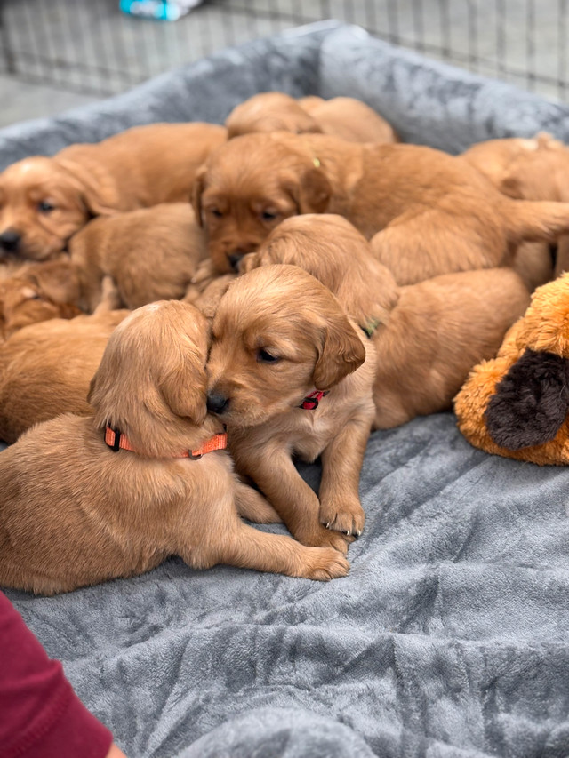 Golden Retrievers in Dogs & Puppies for Rehoming in St. Albert - Image 2