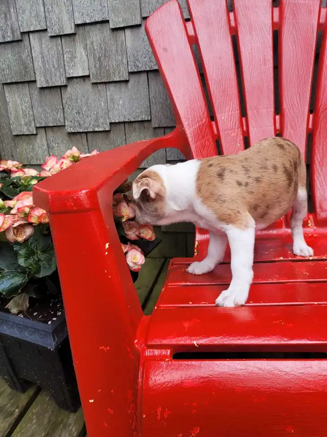 Boston terrier puppies  in Dogs & Puppies for Rehoming in Stratford - Image 7