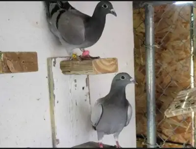 pigeon and Racing and high-flying , View more