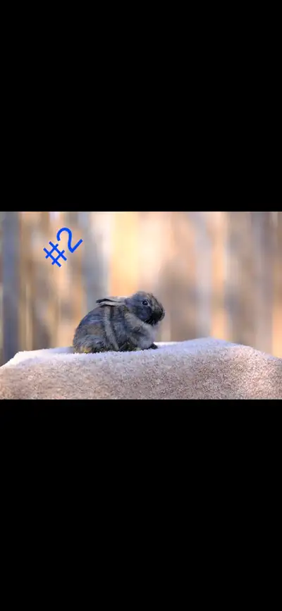 Holland lop bunnies, View more