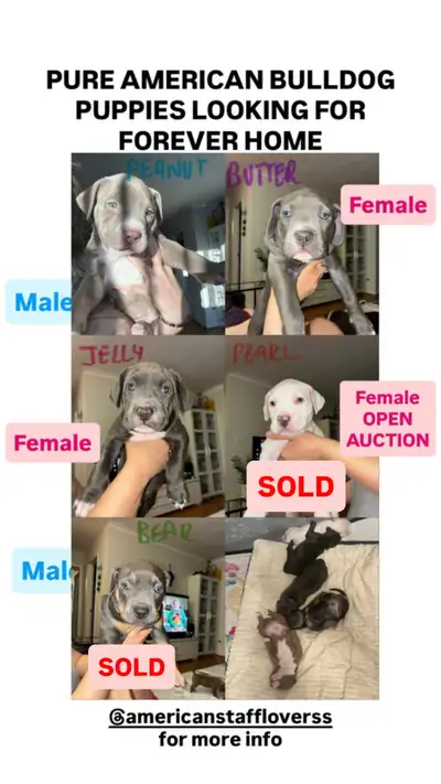 American bulldog puppies, View more