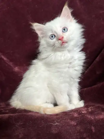 The Sweetest Ragdoll Kittens !, View more