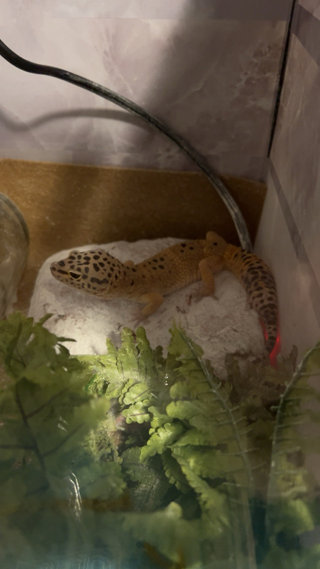 Leopard gecko and tank in Reptiles & Amphibians for Rehoming in Comox / Courtenay / Cumberland - Image 2