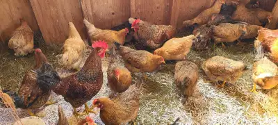 RTL and POL hens, View more