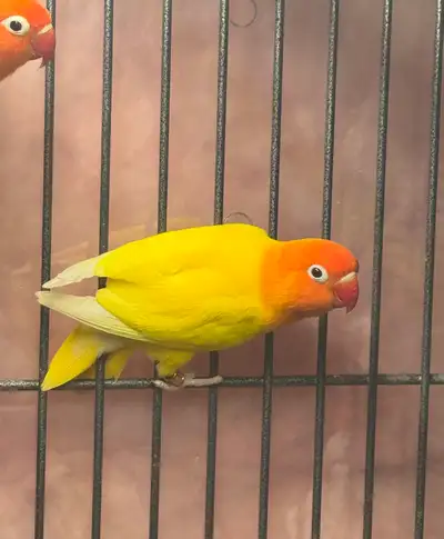 Beautiful vibrant Lovebirds Fischer Male Last picture is the parents