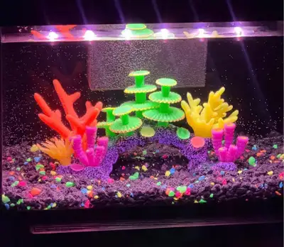 3 gallon fish tank, View more