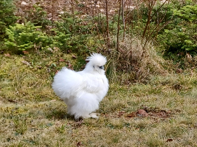 SILKIE HATCHING EGGS in Livestock in Saint John - Image 2