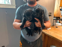 Black Labrador puppies- 4 females 2 males left