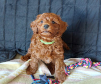 Mini Goldendoodle Red/Apricot puppies (all have homes)
