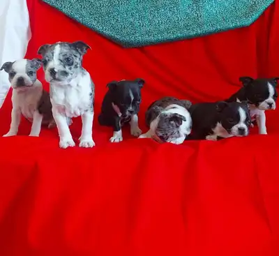 Adorable purebred Boston Terrier puppies ready for their new homes! Raised in a loving environment a...