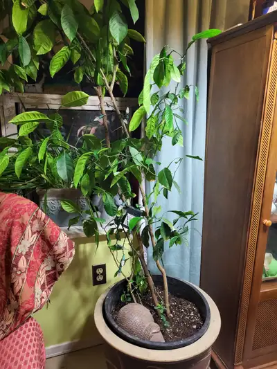 6 FT TALL TREES IN 1 POT. CITRUS  ORANGES LEMONS MANDARINS, View more