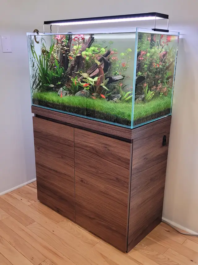 Complete Planted Aquarium Setup in Accessories in Norfolk County - Image 2