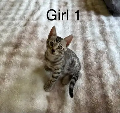 Purebred Bengal Kittens (Ready), View more