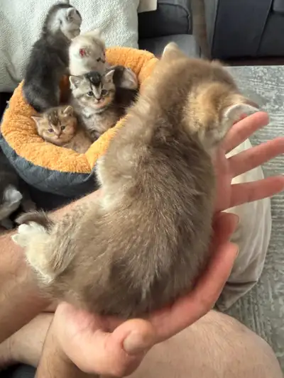 Pure Male British Shorthair Kitten for Sale, View more
