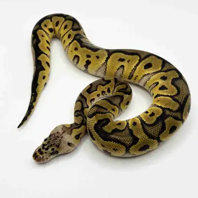 Pastel Yellowbelly Clown Female ball python, View more