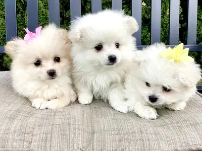 Adorable maltese pomeranian puppies available to good homes. 2 females and 1 male available. Mother...