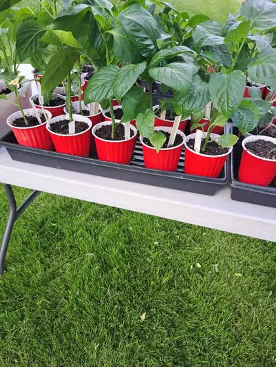 veggie plants , View more