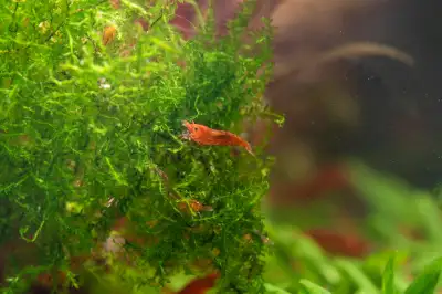 Red Cherry Shrimp. Breeds easily $3 each. Minimum order of 10. They will be 1cm to 1.5cm Pickup near...