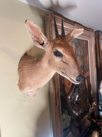 African male Duiker