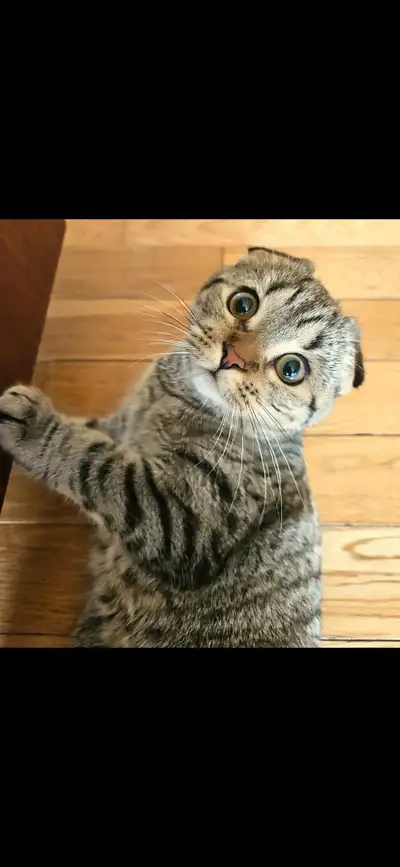 Scottish fold, View more