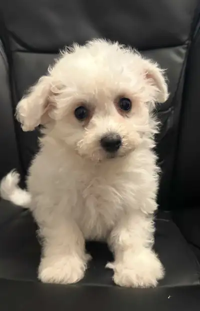 Bichon Frise x Puppies Ready for Adoption, View more