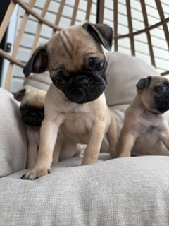 Chiot Pug (carlin), View more