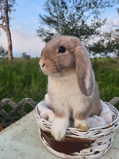 75% Mini Plush Lop / 25% Holland Lop Vienna marked, booted, broken opal Born May 6, 2026 Friendly an...