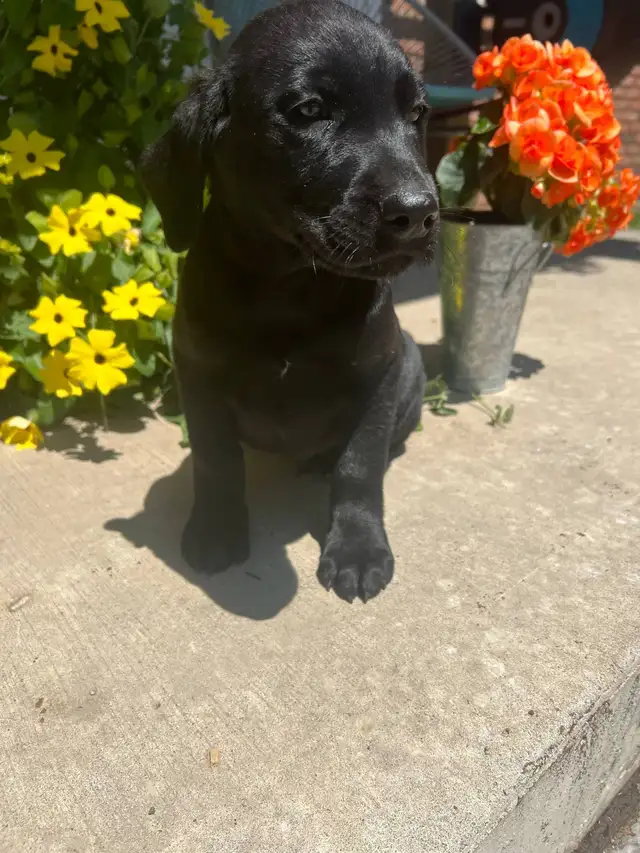 Lab Mix puppies please call 705-995-5137 in Dogs & Puppies for Rehoming in Barrie - Image 11