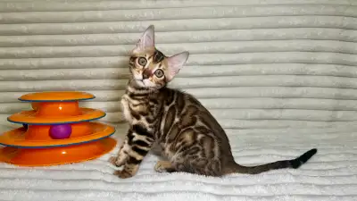 TICA Bengal Kittens, View more