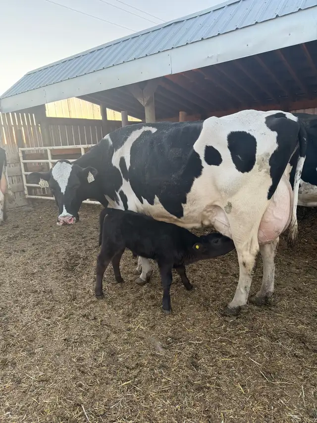 Exposed Nurse Cows  in Livestock in Lethbridge - Image 11