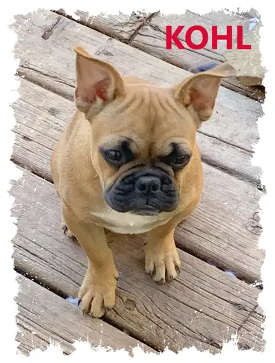 FRENCH BULLDOG - CHRISTMAS SPECIAL, View more