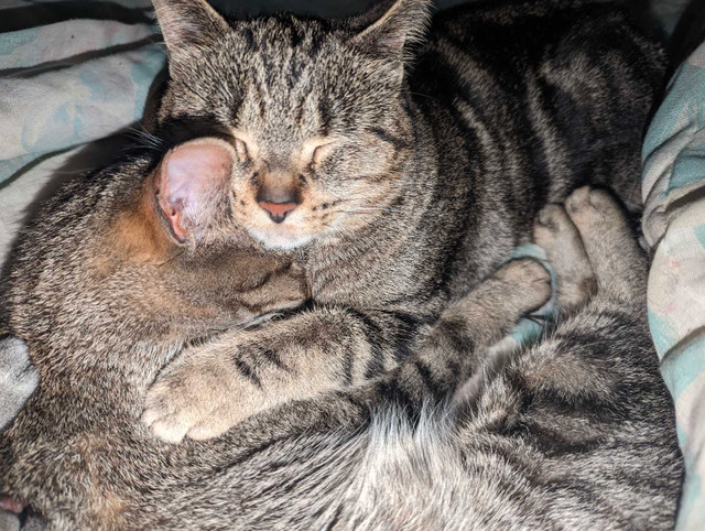 Two bonded sisters in Cats & Kittens for Rehoming in Sault Ste. Marie