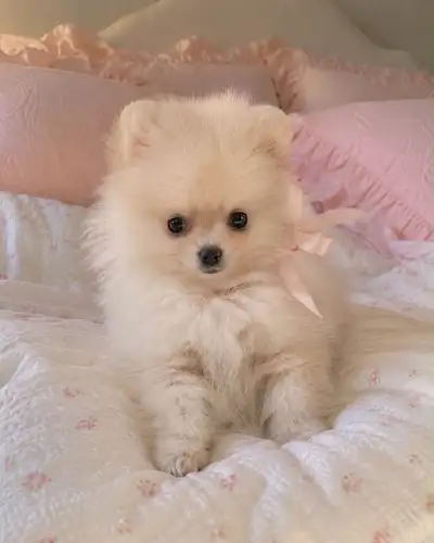 Petite poméranien fille, View more