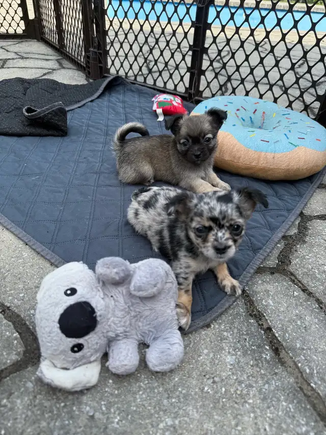 long haired chihuahua puppies in Dogs & Puppies for Rehoming in Markham / York Region - Image 3