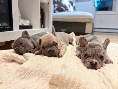 French bulldog puppies, View more