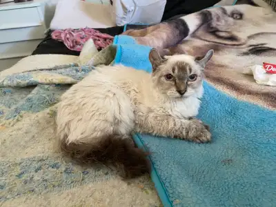 Highland Lynx en adoption, View more