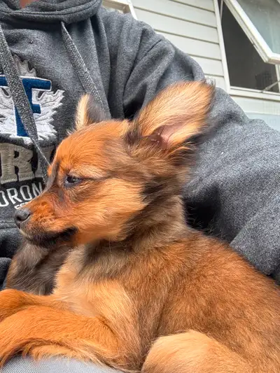 Russkiy toy puppies ready to go to their new homes now! Purebred from registered parents. These are...