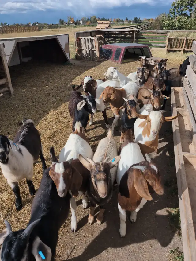 BOER/SAVANNAH/SPANISH GOAT BUCKLING CROSSES | Livestock | Lethbridge ...