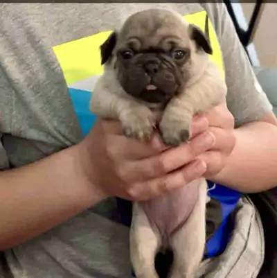     Adorable Female Pug Puppies Ready June 22, View more