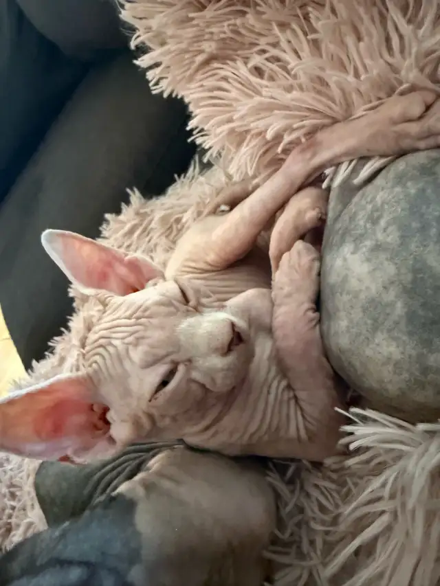 SPHYNX chat in Cats & Kittens for Rehoming in Laurentides - Image 9