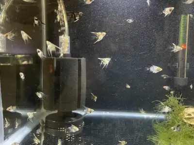 Home bred marbled koi angel babies!!, View more